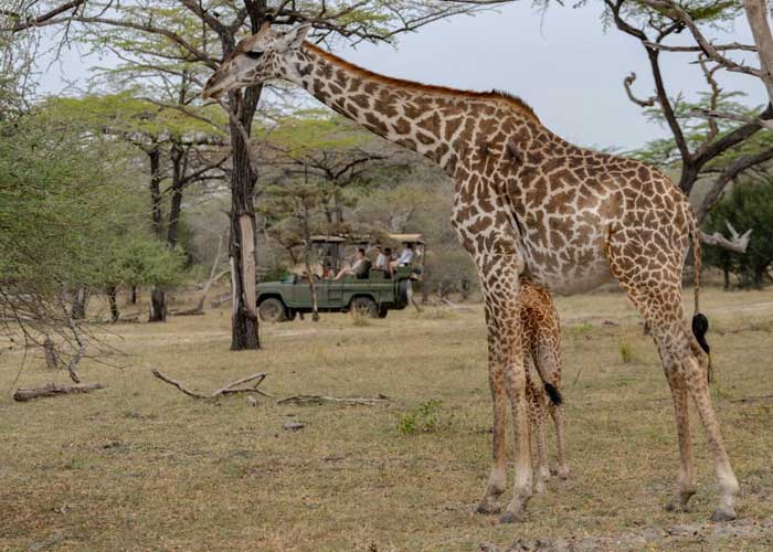 Adventure Wildlife Safari