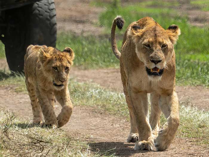 Wildlife and Culture in Amboseli National Park